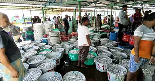 কাপ্তাইয়ে ২৬৭ দিনে সাড়ে ২২ কোটি টাকা মাছের রাজস্ব আয়